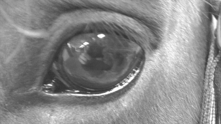 New Forest My Fair Turbo "Kesse" billede 12