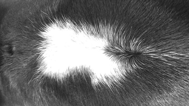 New Forest My Fair Turbo "Kesse" billede 13