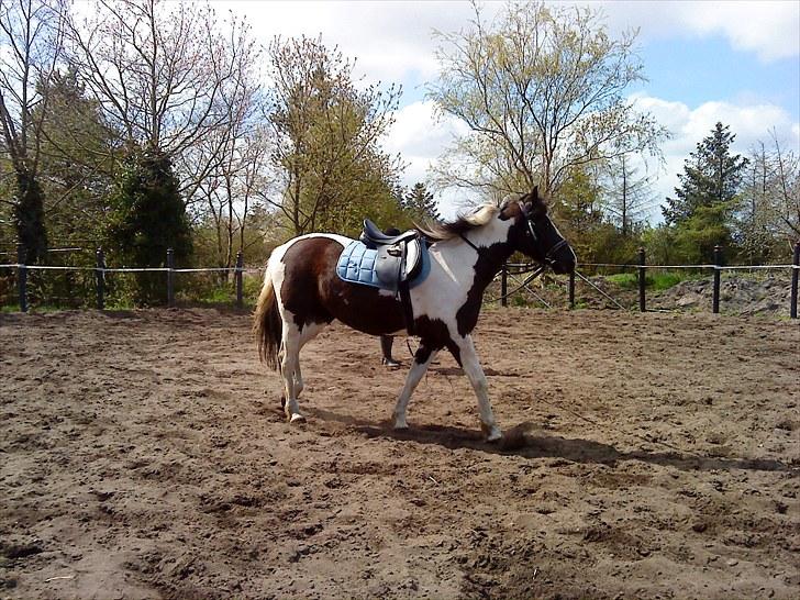 Anden særlig race Piper Solgt :-( billede 5