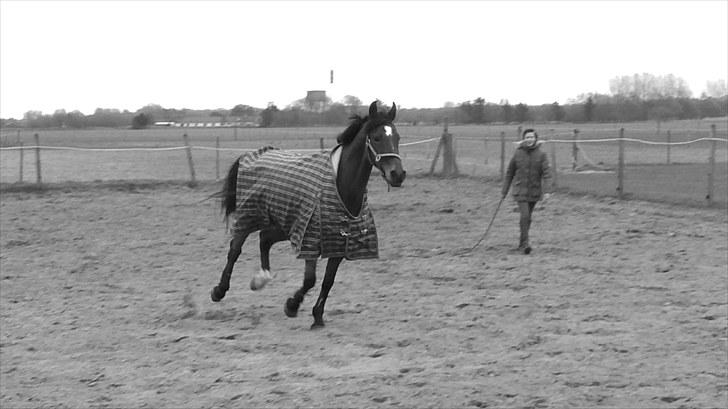 New Forest My Fair Turbo "Kesse" billede 14