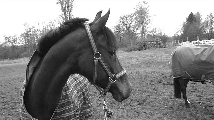 New Forest My Fair Turbo "Kesse" billede 15