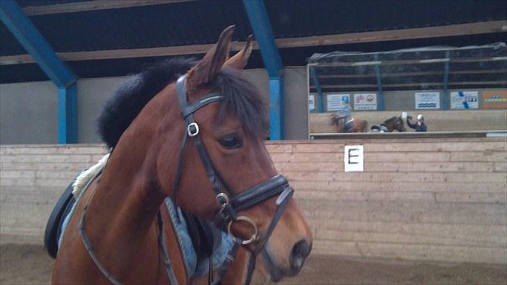 New Forest My Fair Turbo "Kesse" billede 16