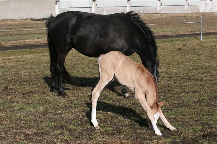 DSP Lykkebo Contador billede 12