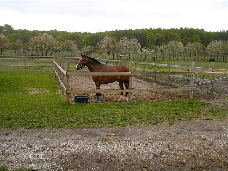 Oldenborg Martell billede 18