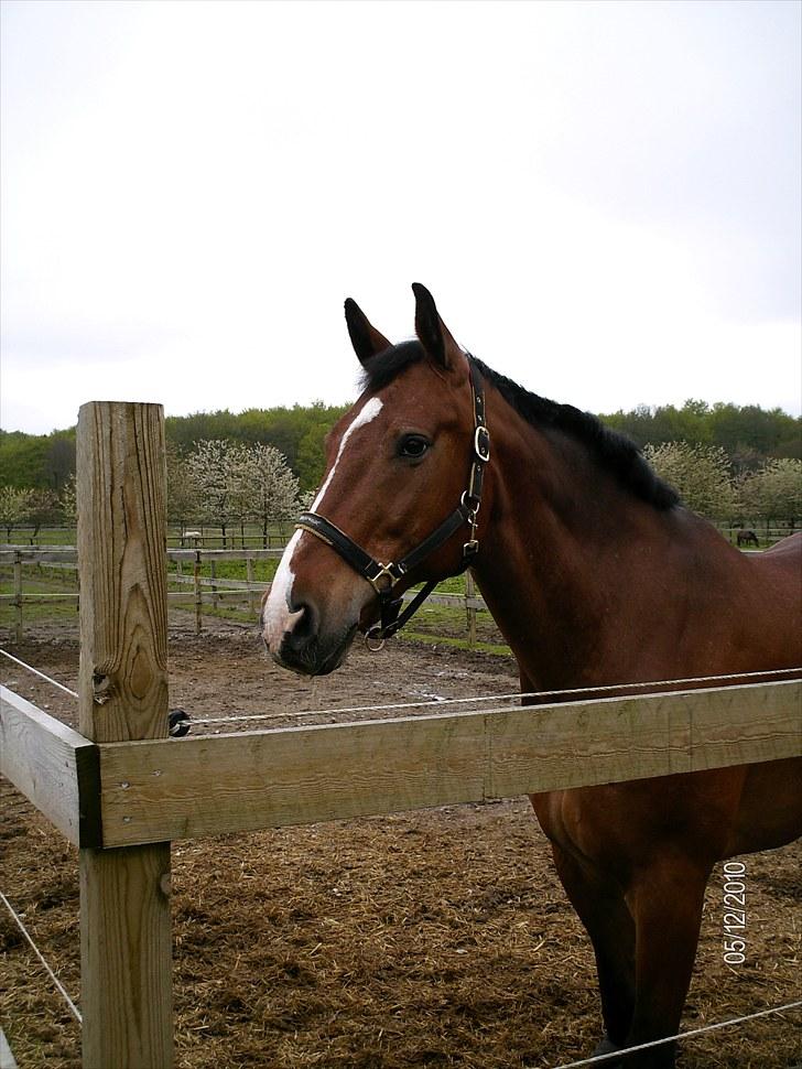 Oldenborg Martell billede 19