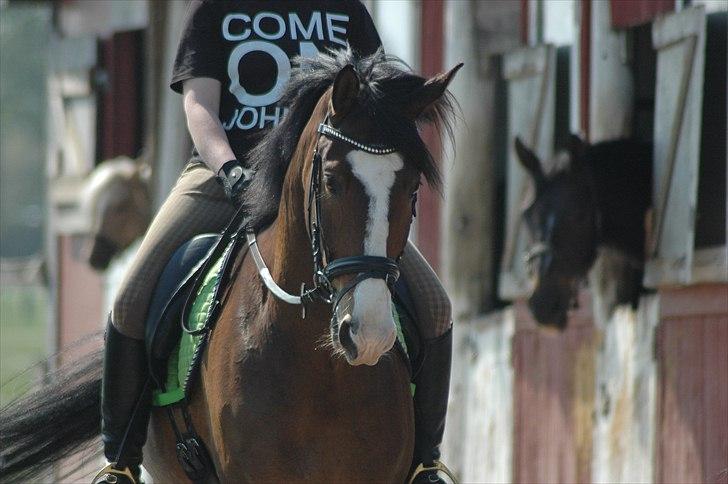 Trakehner High Skye *STJERNE* <3 R.I.P 25/03/2013 - Velkommen til High Skye's profil (': smid en kommentar inden i smutter <3 billede 1