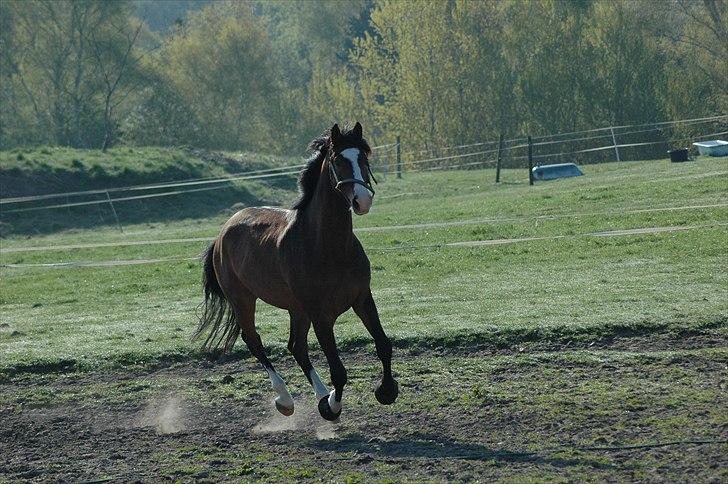 Trakehner High Skye *STJERNE* <3 R.I.P 25/03/2013 - Du er bare en engel <3 billede 4