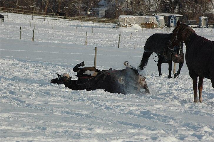 Trakehner High Skye *STJERNE* <3 R.I.P 25/03/2013 - Da vi var nede & kigge på dig´! jeg var solgt fra første sekund :* billede 8