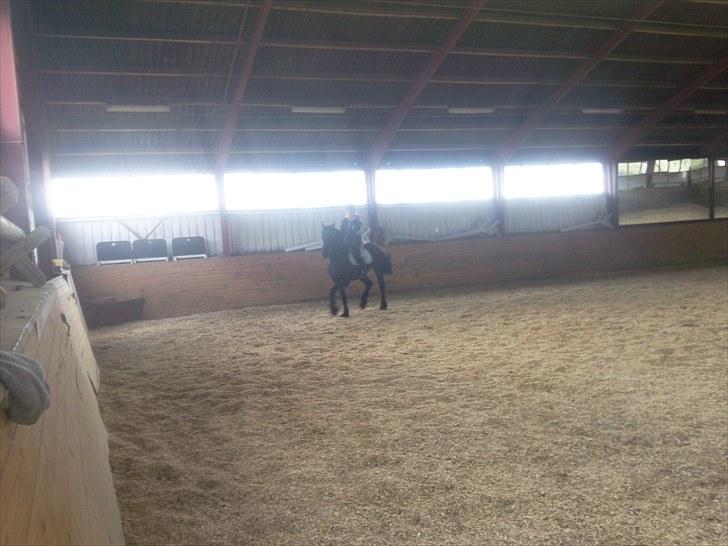 Frieser wytske z.van solgt - det er lidt farligt  billede 17