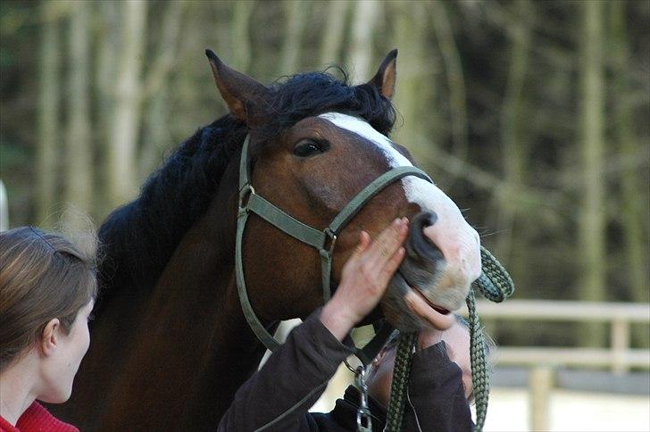 Trakehner High Skye *STJERNE* <3 R.I.P 25/03/2013 - High Skyes første stævne :D billede 12