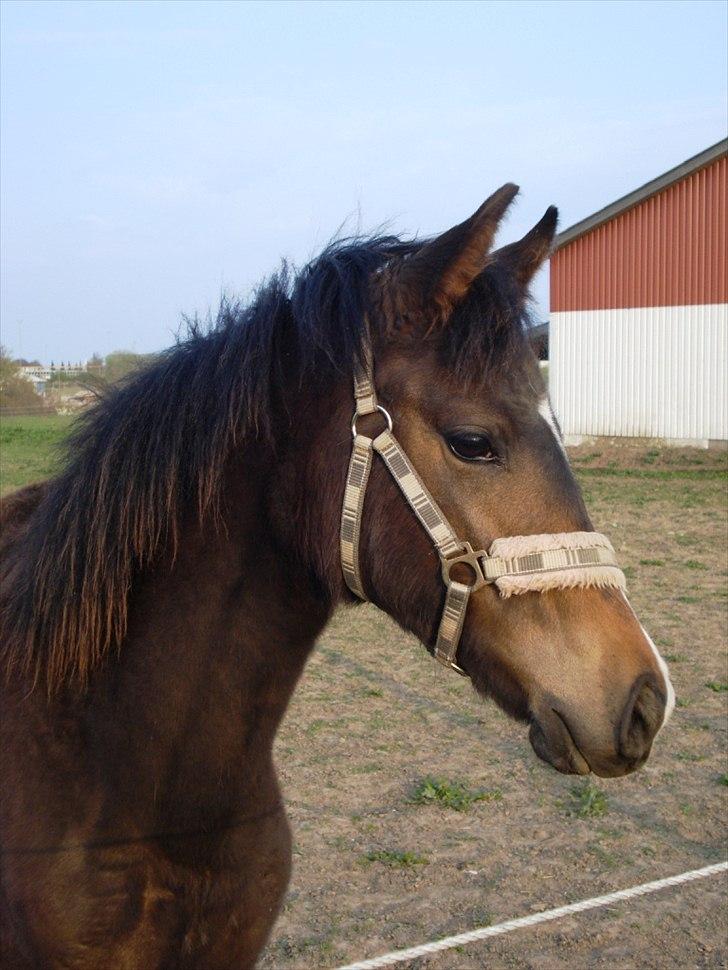 Anden særlig race Supremés My Lady - Påske 2011 - hun er ved at smide følpelsen :) billede 2