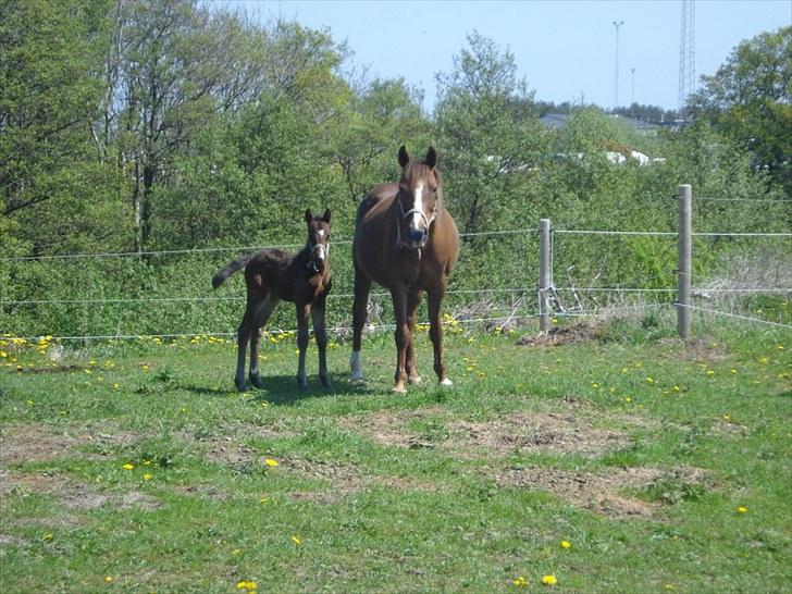 Anden særlig race Supremés My Lady - en hed maj dag (: billede 5