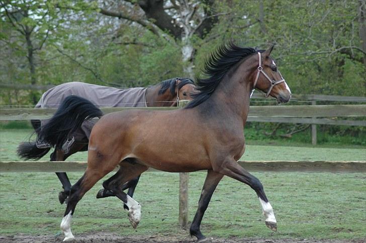 Trakehner High Skye *STJERNE* <3 R.I.P 25/03/2013 - Fordi du er en drenge røv <3 billede 13