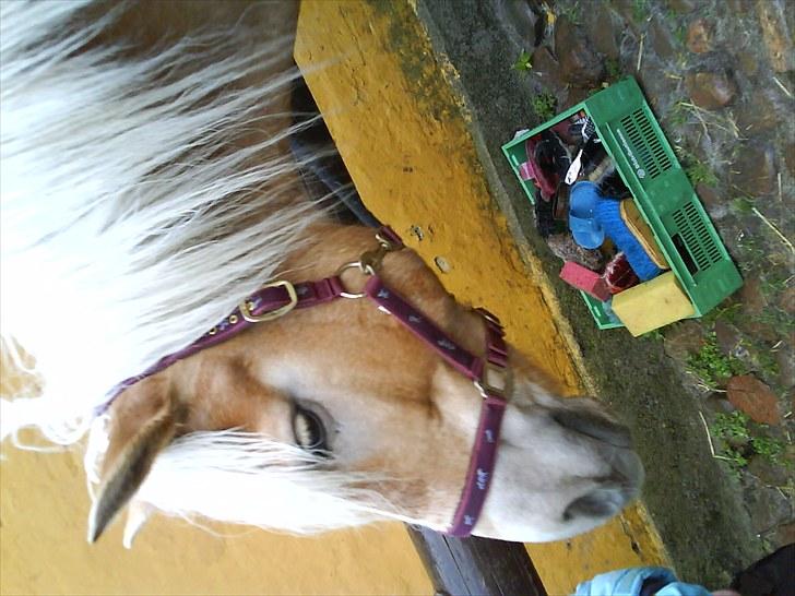 Haflinger Troja (Gamle part)! :'( - søde Troja er træt (; billede 1
