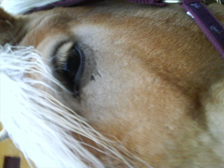Haflinger Troja (Gamle part)! :'( - hendes søde øje hun var nysgerig billede 2
