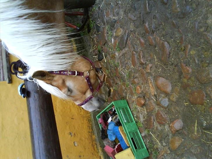 Haflinger Troja (Gamle part)! :'( - haha spændende billede 3