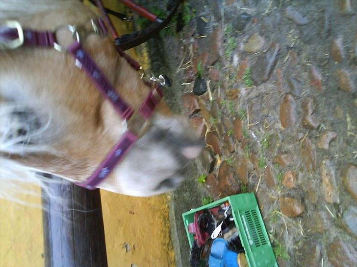 Haflinger Troja (Gamle part)! :'( - hende der er såå sød<3 billede 4