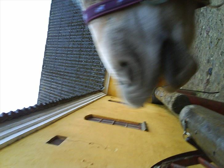 Haflinger Troja (Gamle part)! :'( - smiler  billede 5