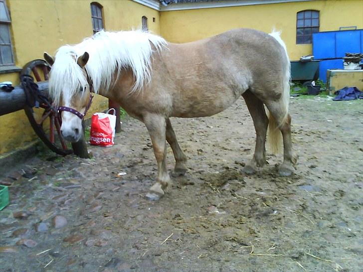 Haflinger Troja (Gamle part)! :'( - hele den kæmpe billede 6