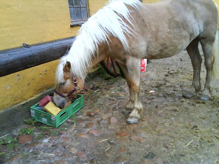 Haflinger Troja (Gamle part)! :'( - haha ´´er der noget jeg kan spise er sulten´´ billede 7