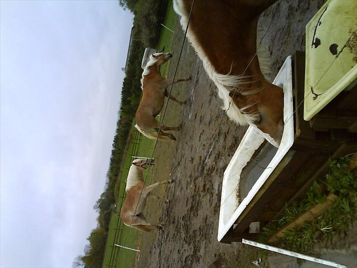 Haflinger Troja (Gamle part)! :'( - Troja og hendes lille følle-bølle Trine<3 billede 8