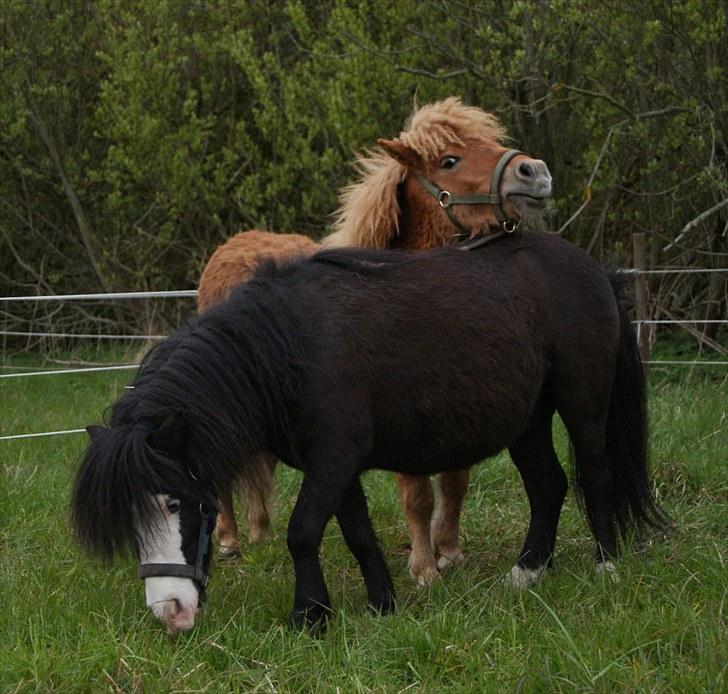 Anden særlig race Møllegårdens Kaspian - Kaspian sammen med den nye foldkammerat; Bernhardt billede 14