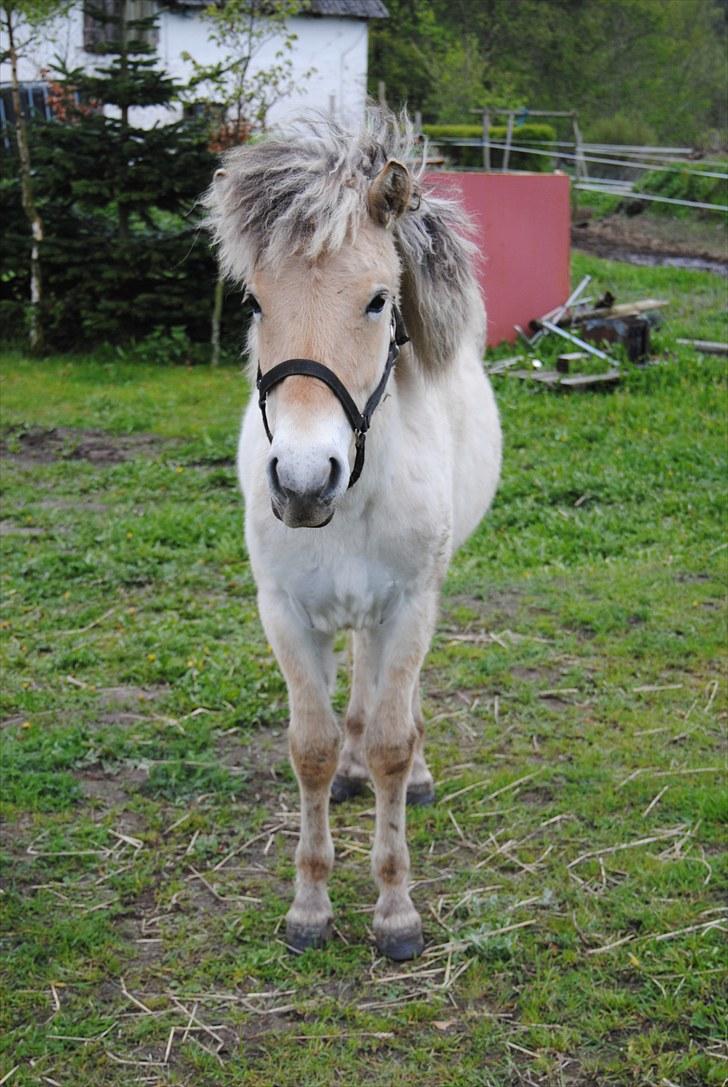 Fjordhest • Kejser  billede 10