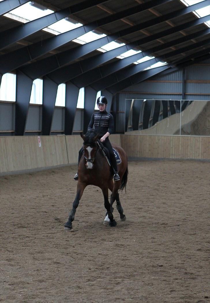 Dansk Varmblod BRDH Whyoni - Kun 2. gang hun laver schenkelvigning :) billede 18