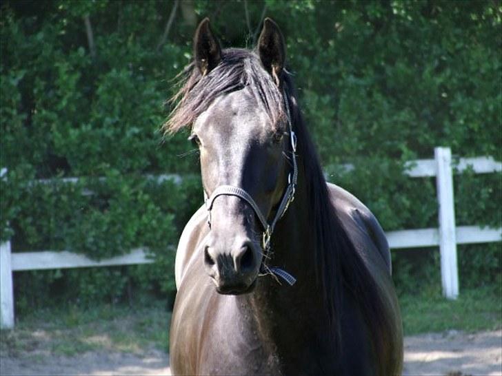 Frieser Hero billede 2