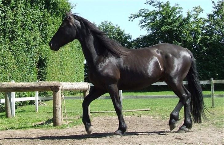 Frieser Hero billede 3