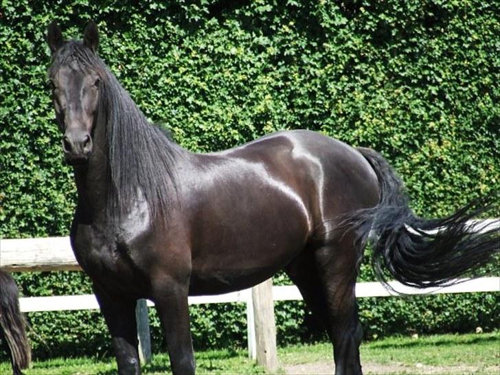 Frieser Hero billede 4