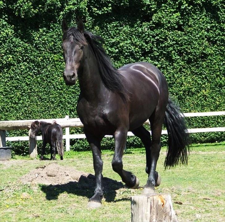 Frieser Hero billede 5