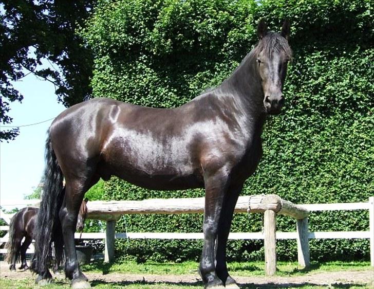 Frieser Hero billede 6