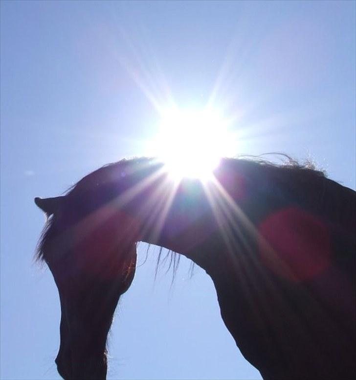 Frieser Hero billede 7