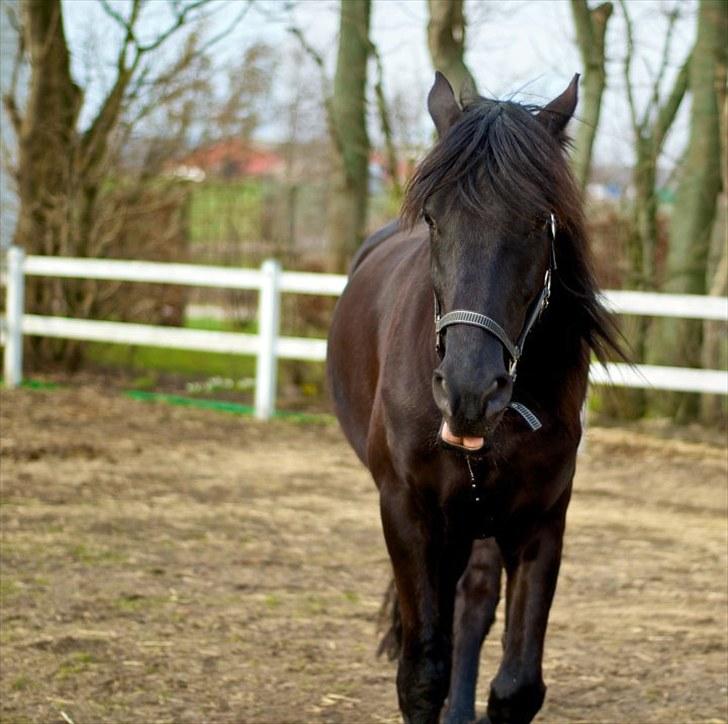 Frieser Hero billede 8