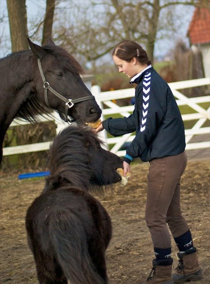 Frieser Hero billede 9