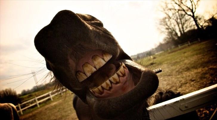 Frieser Hero billede 12