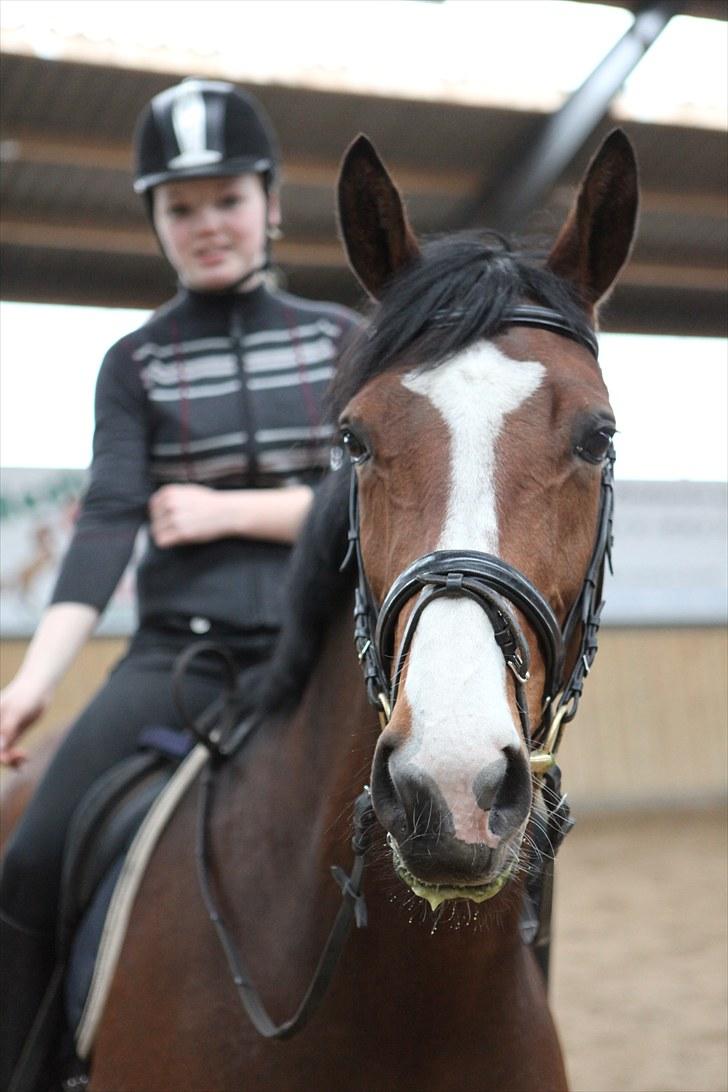 Dansk Varmblod BRDH Whyoni billede 19