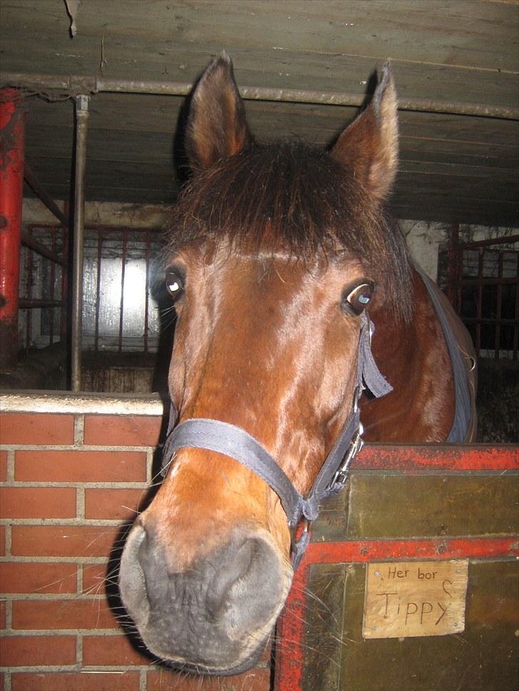 Anden særlig race Tippy B-pony billede 9