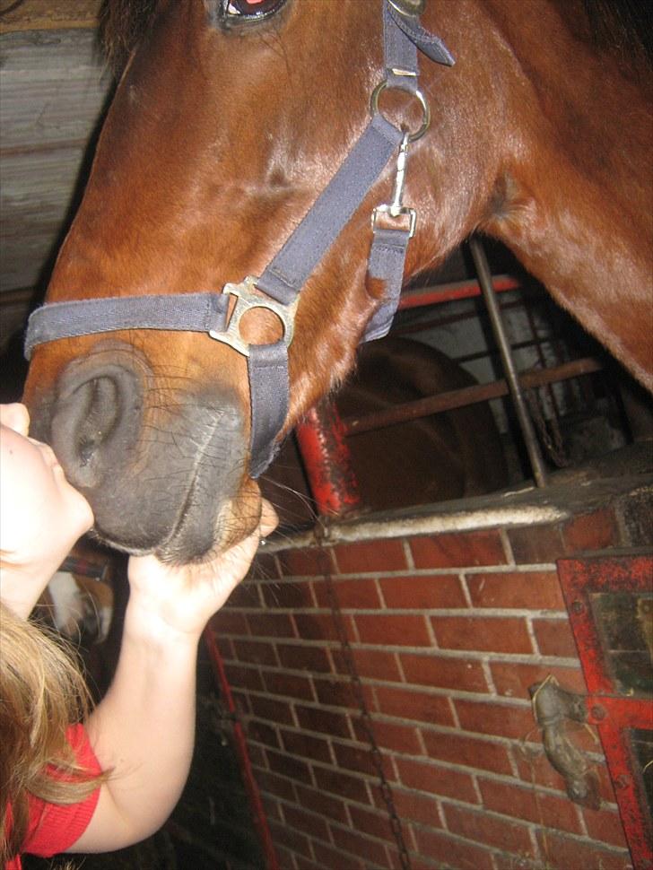 Anden særlig race Tippy B-pony - hvor sødt<3 billede 10