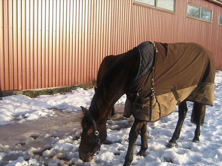 Anden særlig race Tippy B-pony - Tippy i sneen billede 11