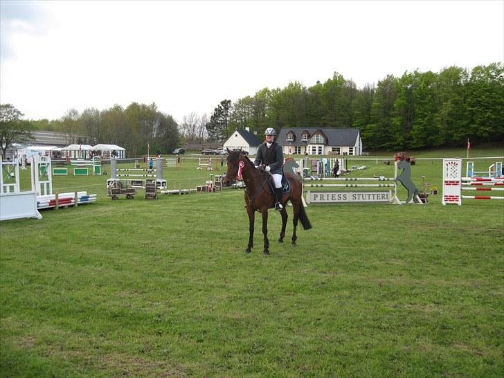 Anden særlig race Tippy B-pony - vandt MB på morsø billede 12