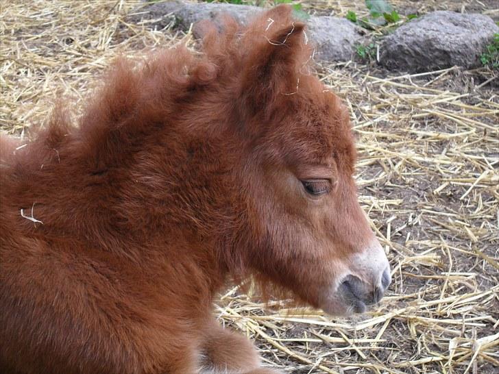 Shetlænder Thorshøjs Vega billede 11