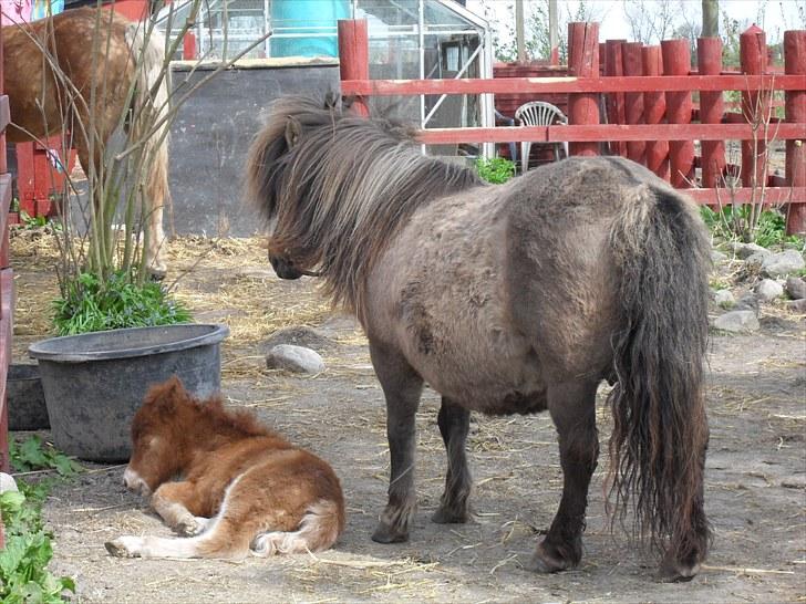 Shetlænder Thorshøjs Vega billede 12