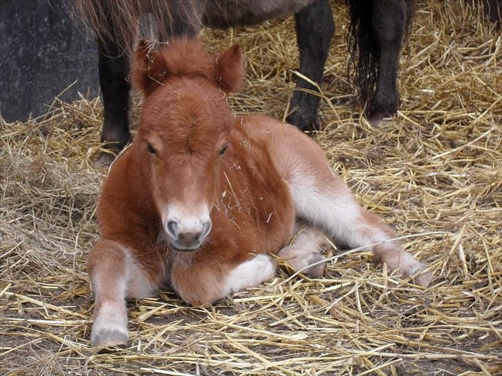 Shetlænder Thorshøjs Vega billede 13