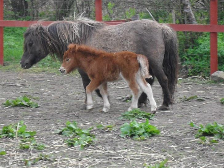 Shetlænder Thorshøjs Vega billede 14