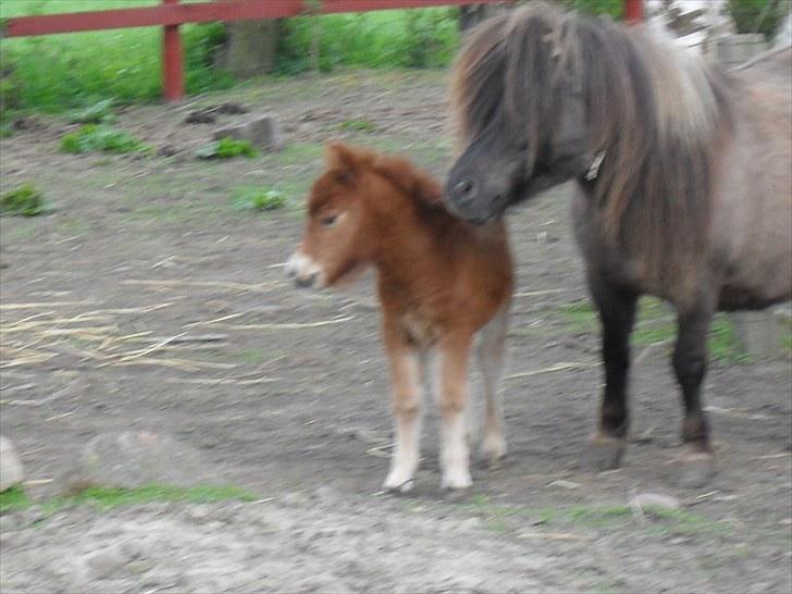 Shetlænder Thorshøjs Vega billede 15