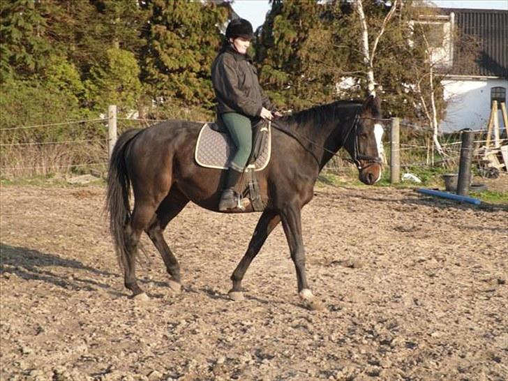 Trakehner Helia af Lykkebo billede 20