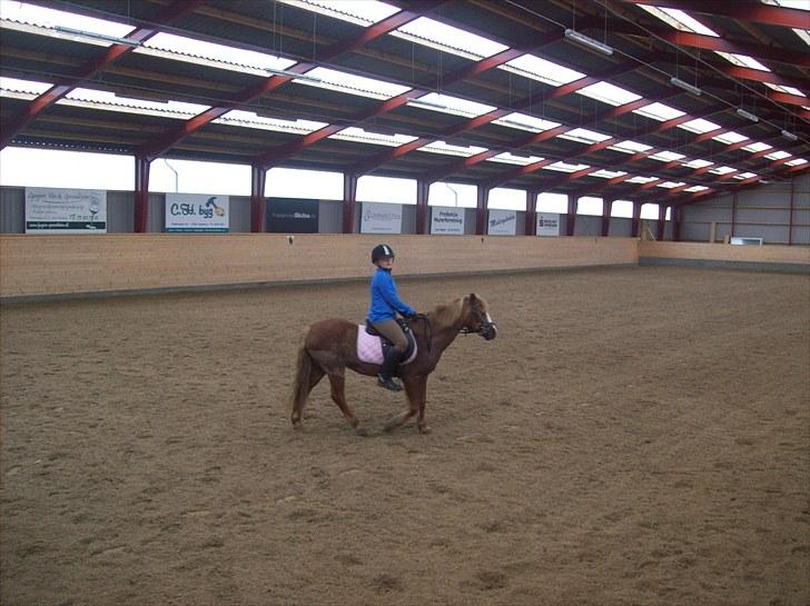 Anden særlig race dixie solgt - billede tage den 13/5-2010 billede 2