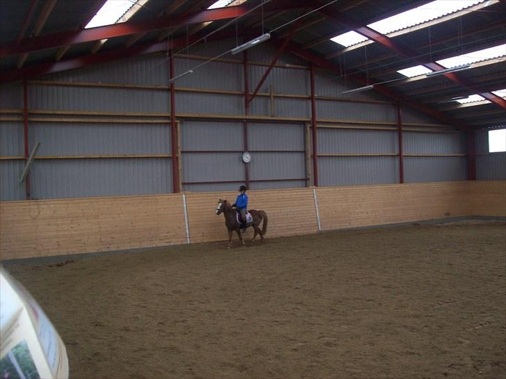 Anden særlig race dixie solgt - billede tage den 13/5-2010 billede 3